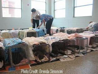 Cats recovering from surgery