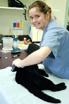 Technician scanning for a microchip