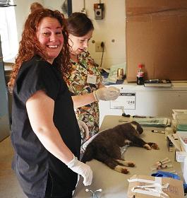 Vet Techs